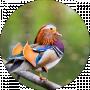 Leshka