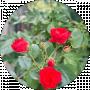 Leshka
