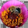 Марія Костецька