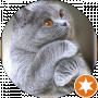 Костянтин Костянтин