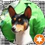 Nadiia Basenji