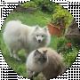 NATI KOST