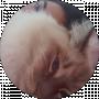 Cat Red