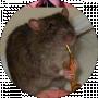 diepeep ___