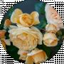 марина маслич