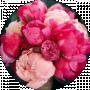 Марія Сливич