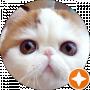 матвейcer котенко