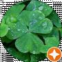 Svetlana Tkachuk