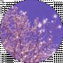 vanilin v