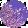 vanilin v