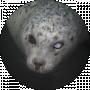 Nazar Molchanov