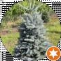 Picea Pungens