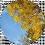 Iren