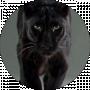 Black Panters