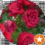 татьяна мелешенко