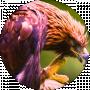 Old Eagle