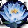 голубой лотос