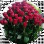 Tetiana M