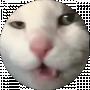 Sponky Cat