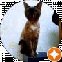 my cat-dog Alex from the Mars