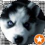 Haski Doggo