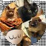 _Дневник_ Котиков_