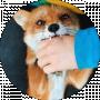 Game Hack Fox