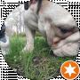 Bull Dog