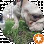 Bull Dog