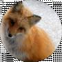 Ольга Лисица