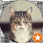 Dare Catvil