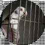 LIESTER