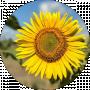 Лиля Каракай