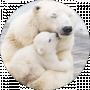 белый мишка