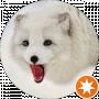 Ivan Nykyrui
