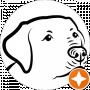 ALLMIGHTY (Kennel labrador retriever)