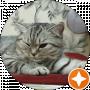 Дмитрий Кияшко