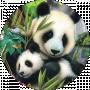 Panda Banda