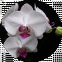Pollyanna