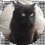Mishka BlackCat