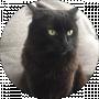 Mishka BlackCat