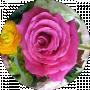 Sharlin