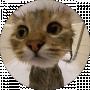 Whiskss cs