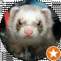 Ferret Lviv