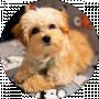Mia Lady Maltipoo