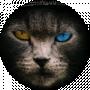 Леонід Котенко