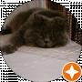 Фирсунина Анастасия