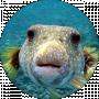 Grey Fish