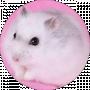 hamster Bonya
