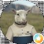 Lamb Rankov